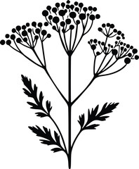 Black and White Illustration of Achillea Yarrow