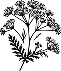Black and White Illustration of Achillea Yarrow © dinil