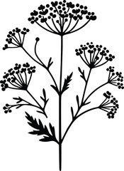 Black and White Illustration of Achillea Yarrow