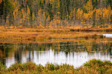 Autumn Wetlands (2024)