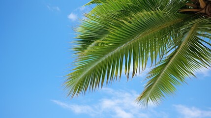 Fototapeta premium fronds tropical beach palm tree