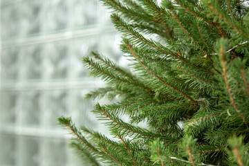 Close-up of a lush green Christmas tree branch with a textured glass background, showcasing natural beauty and simplicity. Ideal for seasonal, nature-inspired, or holiday-themed designs