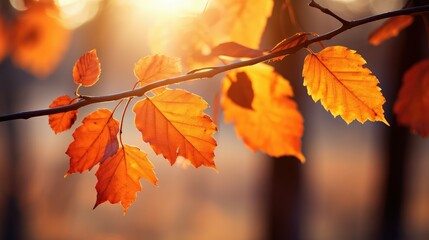 Obraz premium colorful autum leaf