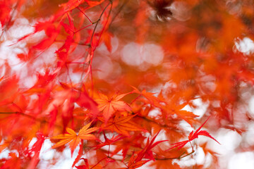 Maple leaves, autumn colors in Japan
