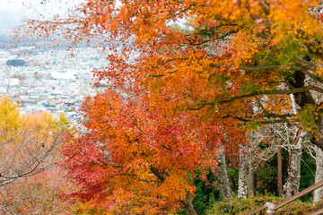 Maple leaves, autumn colors in Japan