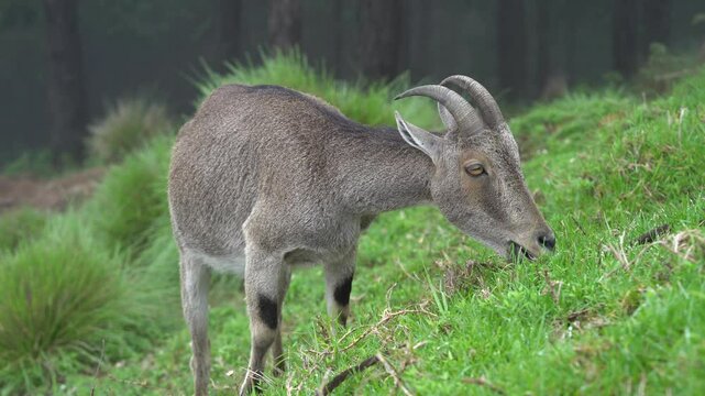 The Nilgiri tahr is endemic to the Western Ghats in the states of Tamil Nadu and Kerala in India.