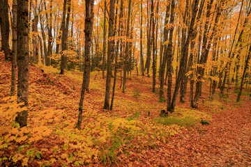 Fototapeta premium The Golden Wood (2024)