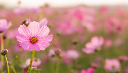 Pink Flower Standing Out in Field and Copy Space