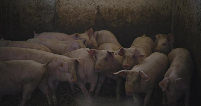 Sounder of Pigs on Rural Farm for Pork Farming