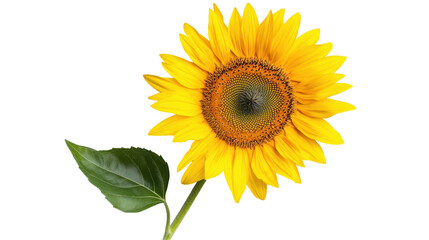 Bright sunflower with green leaves against backdrop. transparent background
