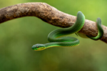 Obraz premium Green White-lipped Pit Viper (Trimeresurus insularis). Indonesian viper snake on tree branch.