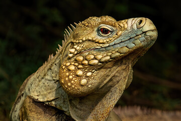 Blue Iguana (Cyclura lewisi) or Cayman Island Rock Iguana, is an endangered species of lizard which is endemic to the island of Grand Cayman. 