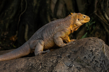 Galápagos Land Iguana (Conolophus subcristatus) is a very large species of lizard in the family Iguanidae.