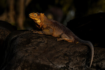 Galápagos Land Iguana (Conolophus subcristatus) is a very large species of lizard in the family Iguanidae.