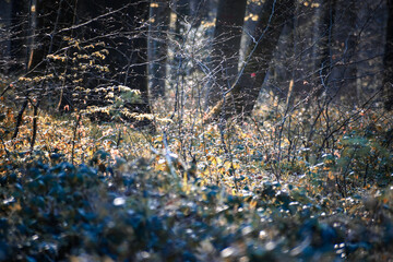 Paysage mystérieux dans la forêt en hiver