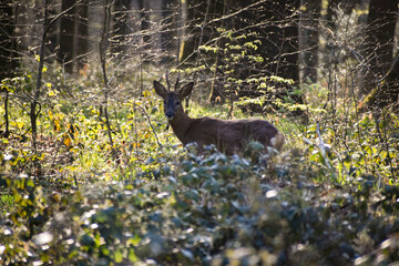 Chevreuil dans la forêt domaniale de Tournehem, Pas-de-Calais, France