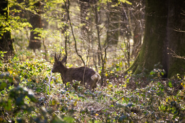 Chevreuil dans la forêt domaniale de Tournehem, Pas-de-Calais, France