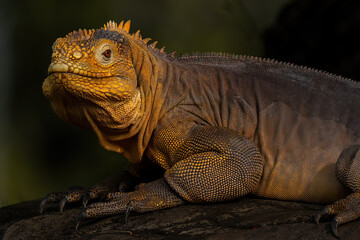 Galápagos Land Iguana (Conolophus subcristatus) is a very large species of lizard in the family Iguanidae.
