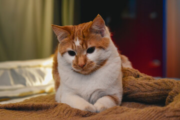 Chat roux et blanc en intérieur, couché sur un pull en laine