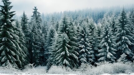 Obraz premium branches fir tree forest