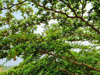 Commiphora wightii, the Indian bdellium tree or Mukul myrrh tree, is a flowering plant in the...