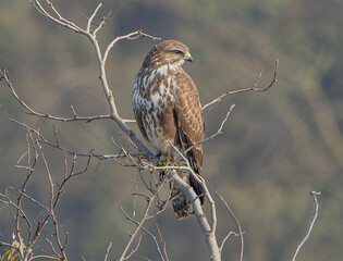Poiana (Buteo buteo)