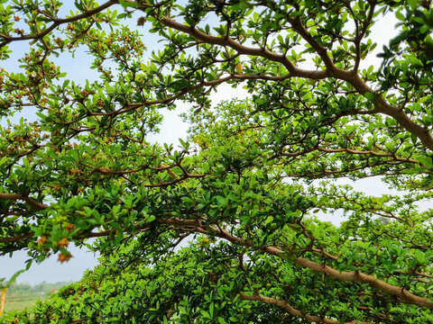 Commiphora wightii, the Indian bdellium tree or Mukul myrrh tree, is a flowering plant in the Burseraceae family. grows thickly around rice fields in Indonesia with background sky blue