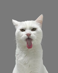 Cute white domestic cat standing with tongue out of mouth with cute face, fluffy white fur and light background 