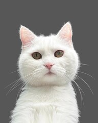 Cute white domestic cat standing and lying down with pretty face and fluffy white fur with light background 