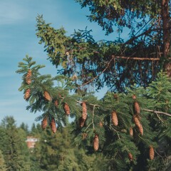 "Evergreen harmony: pine branches against a blue sky"