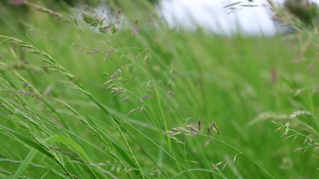 Wild Grass In The Field Swaing On The Wind Close-Up