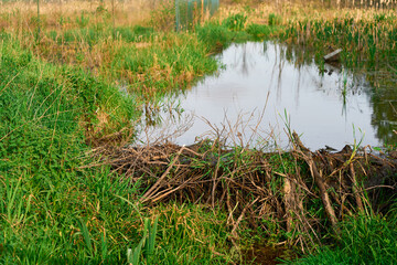 Natural dam made of sticks and plants by a river