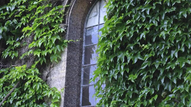 Window Of An Old Building In The Gothic Style With Intensive Plant Cover