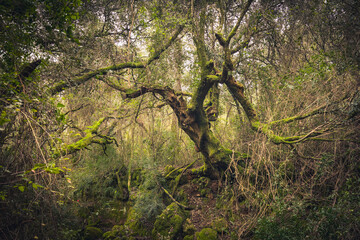 Enchanted forest with ghost shaped trees