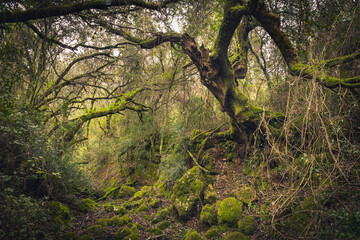Fototapeta premium Enchanted forest with ghost shaped trees