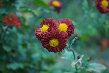 Beautiful flowr in the background .