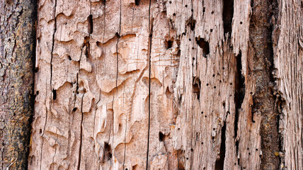 Natural wooden tree pattern and texture in nature. Tree detail