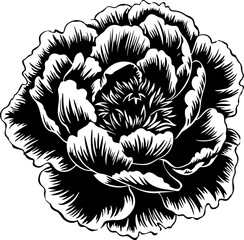 Black and White Peony Flower Illustration
