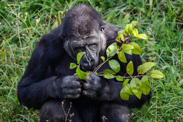 Adult gorilla eating leaves from a tree. Great primates. Endangered animals. Close-up of a gorilla. Large apes.