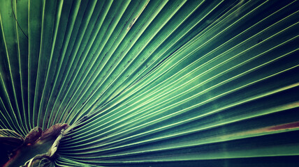 Fototapeta premium Abstract image of palm leaves at sunset time forming patterns of light