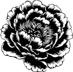 Black and White Peony Flower Illustration