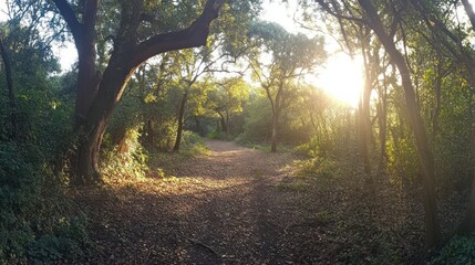 Obraz premium A serene forest path illuminated by sunlight, inviting exploration and tranquility.