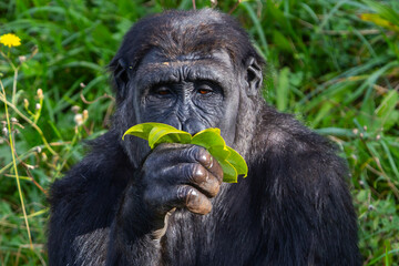 Adult gorilla eating leaves from a tree. Great primates. Endangered animals. Close-up of a gorilla. Large apes.