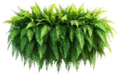 Fototapeta premium Lush Green Ferns with Transparent Background