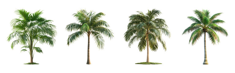 Fototapeta premium Tropical Palm Trees Isolated on Transparent Background