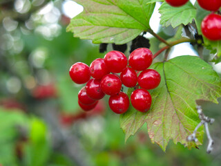 juicy red viburnum berries hang in clusters on a tree