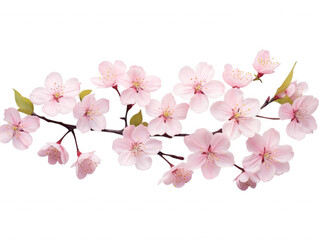 Delicate Pink Cherry Blossom Branch, Spring Flowers, Nature