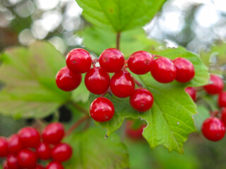 juicy red viburnum berries hang in clusters on a tree