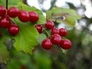 juicy red viburnum berries hang in clusters on a tree