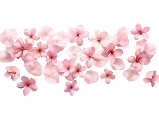 Fototapeta premium Delicate Pink Flowers, Petals Scattered, Black Background, Floral Arrangement, Spring Blossoms, Natu